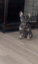 Lost Female Dog last seen Sherburne Dr. & Sutton Dr. off of Green Oaks Blvd, Arlington, TX 76018