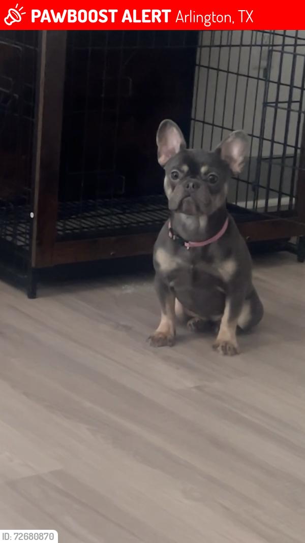Lost Female Dog last seen Sherburne Dr. & Sutton Dr. off of Green Oaks Blvd, Arlington, TX 76018