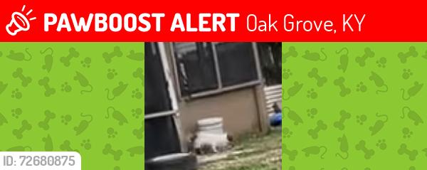 Lost Female Dog last seen Fortcampbell, Oak Grove, KY 42262