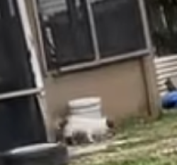 Lost Female Dog last seen Fortcampbell, Oak Grove, KY 42262