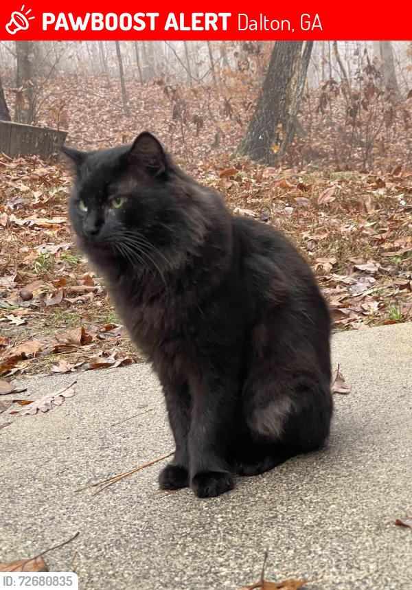 Lost Male Cat last seen Waterloo Dr. king sport. Matlock Dr, Dalton, GA 30721