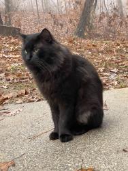 Lost Male Cat last seen Waterloo Dr. king sport. Matlock Dr, Dalton, GA 30721