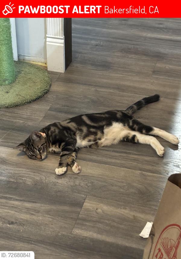 Lost Female Cat last seen Abeto Ct and Cardiff Ave, Bakersfield, CA 93309