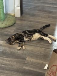 Lost Female Cat last seen Abeto Ct and Cardiff Ave, Bakersfield, CA 93309