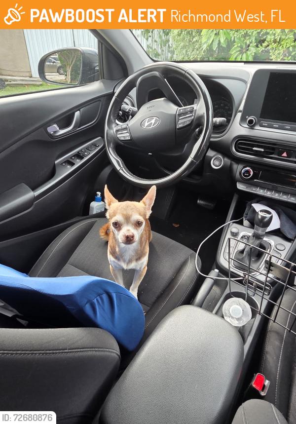 Found/Stray Male Dog last seen 155th Ave and 160th St , Richmond West, FL 33177