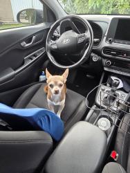 Found/Stray Male Dog last seen 155th Ave and 160th St , Richmond West, FL 33177