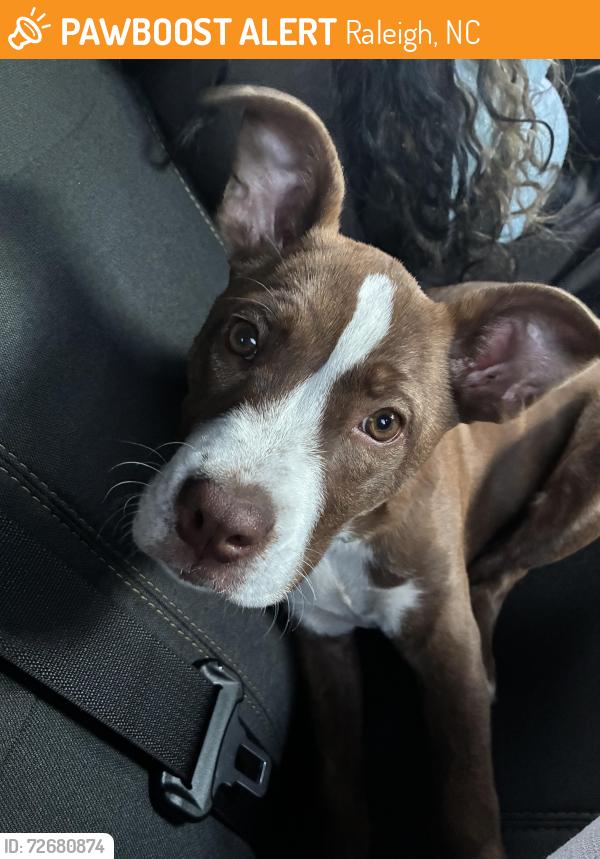 Found/Stray Female Dog last seen Near S Wilmington St 2022 May, Raleigh, NC 27603