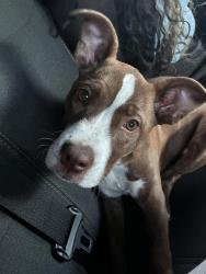 Found/Stray Female Dog last seen Near S Wilmington St 2022 May, Raleigh, NC 27603