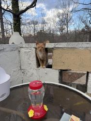 Lost Male Cat last seen Catalpa way, Athens, GA 30601