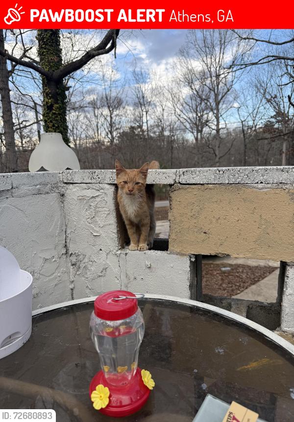 Lost Male Cat last seen Catalpa way, Athens, GA 30601