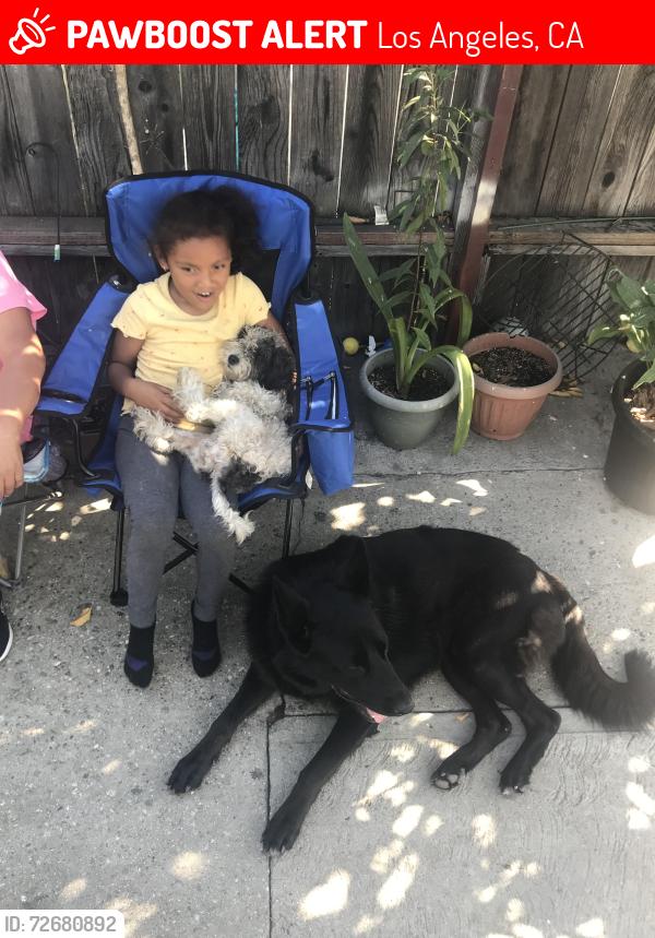 Lost Female Dog last seen Hooper and 88ol, Los Angeles, CA 90002