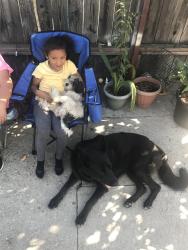 Lost Female Dog last seen Hooper and 88ol, Los Angeles, CA 90002