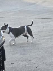 Found/Stray Female Dog last seen Miller Ave, katy texas, Katy, TX 77493