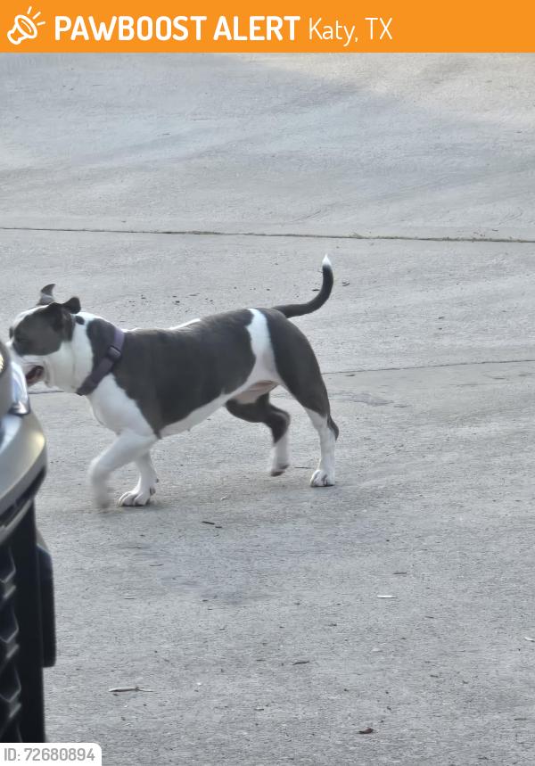 Found/Stray Female Dog last seen Miller Ave, katy texas, Katy, TX 77493