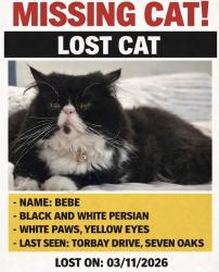 Lost Male Cat last seen Torbay drive, seven oaks., Bakersfield, CA 93311