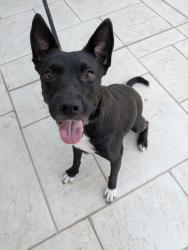 Found/Stray Female Dog last seen Honor Park drive and Lure Dr, Houston, TX 77065