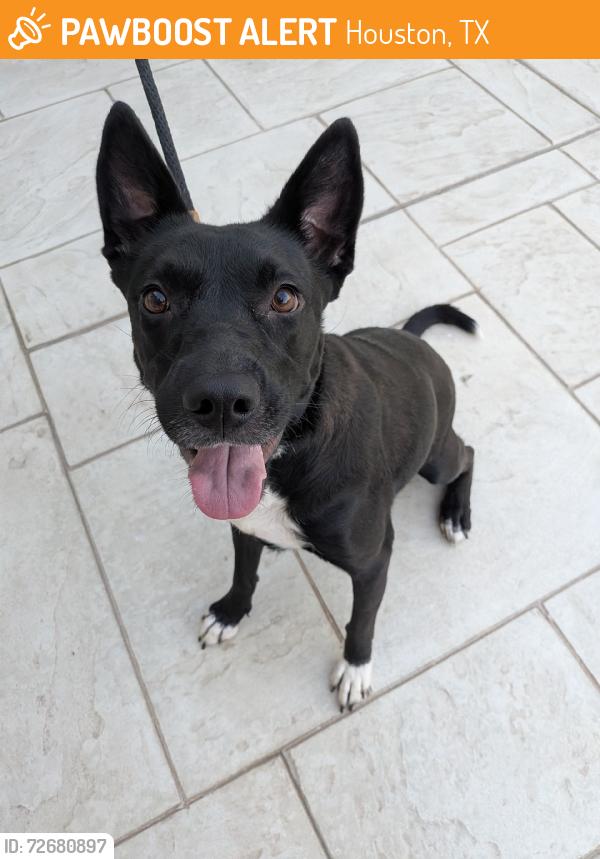 Found/Stray Female Dog last seen Honor Park drive and Lure Dr, Houston, TX 77065