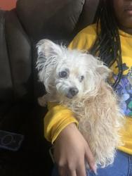 Found/Stray Female Dog last seen Near Nile’s rd, Ampthill, VA 23234