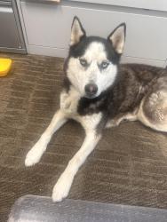 Found/Stray Male Dog last seen Natividad and Chaparral St, Salinas, CA 93906