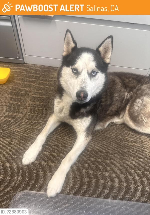 Found/Stray Male Dog last seen Natividad and Chaparral St, Salinas, CA 93906