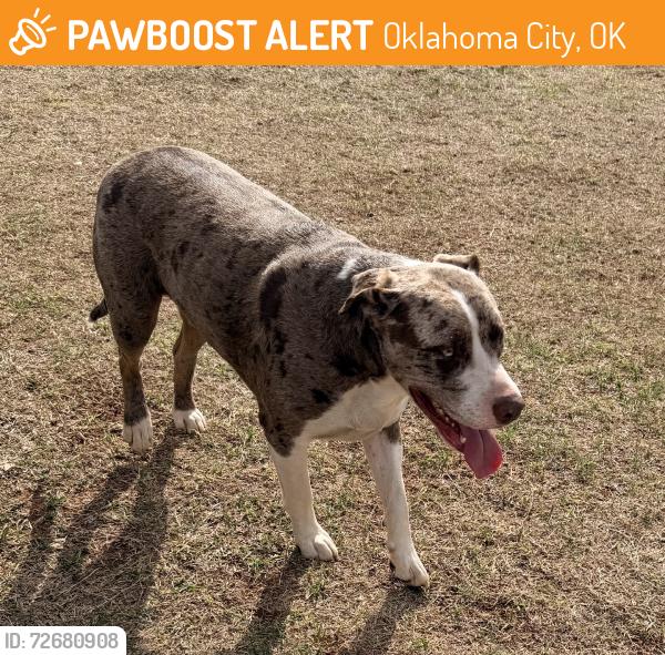 Found/Stray Male Dog last seen 59th, Oklahoma City, OK 74857