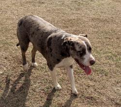 Found/Stray Male Dog last seen 59th, Oklahoma City, OK 74857