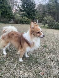 Found/Stray Male Dog last seen Near Carthage Colony entrance on Carthage Street, Sanford, NC 27330