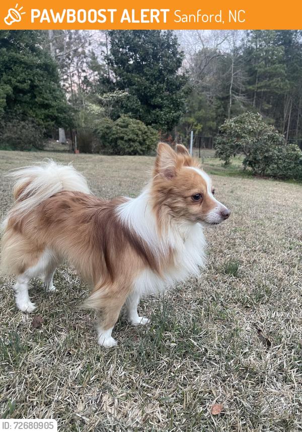 Found/Stray Male Dog last seen Near Carthage Colony entrance on Carthage Street, Sanford, NC 27330