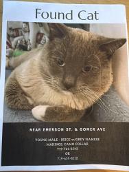 Found/Stray Male Cat last seen Emerson st & Homer Ave , Colorado Springs, CO 80910