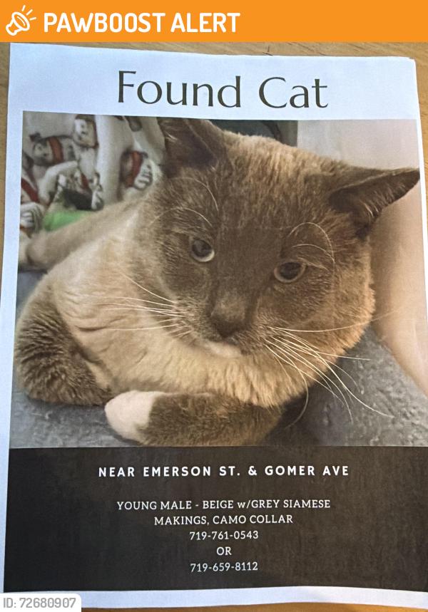 Found/Stray Male Cat last seen Emerson st & Homer Ave , Colorado Springs, CO 80910