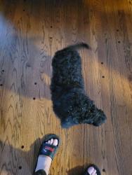 Found/Stray Male Dog last seen Us highway 24 and sterling, Independence, MO 64054