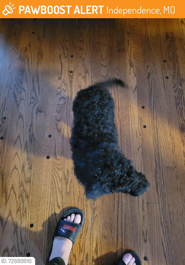 Found/Stray Male Dog last seen Us highway 24 and sterling, Independence, MO 64054