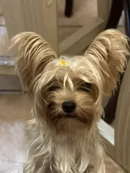 Lost Female Dog last seen Rustic colony drive, Sugar Land, TX 77479