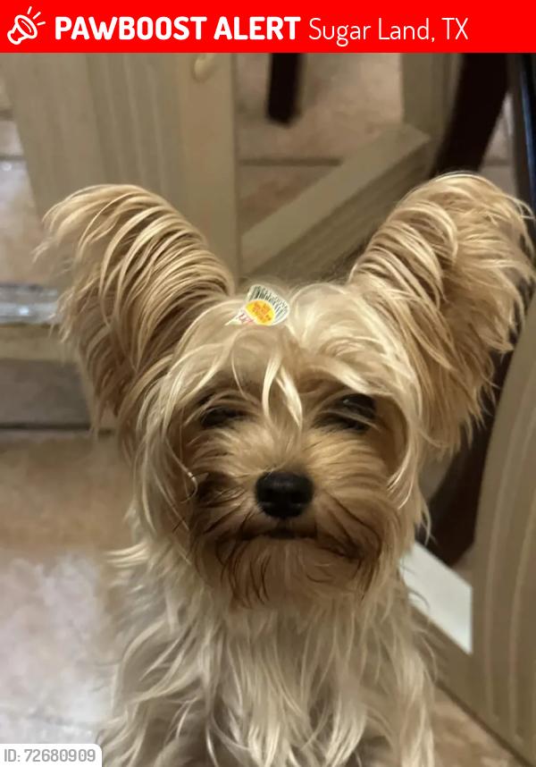 Lost Female Dog last seen Rustic colony drive, Sugar Land, TX 77479