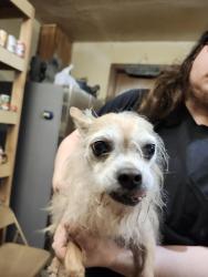 Found/Stray Male Dog last seen Honolulu and Poplar, Broken Arrow, OK 74012