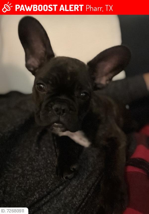 Lost Male Dog last seen Pharr TX , Pharr, TX 78577