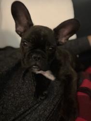 Lost Male Dog last seen Pharr TX , Pharr, TX 78577