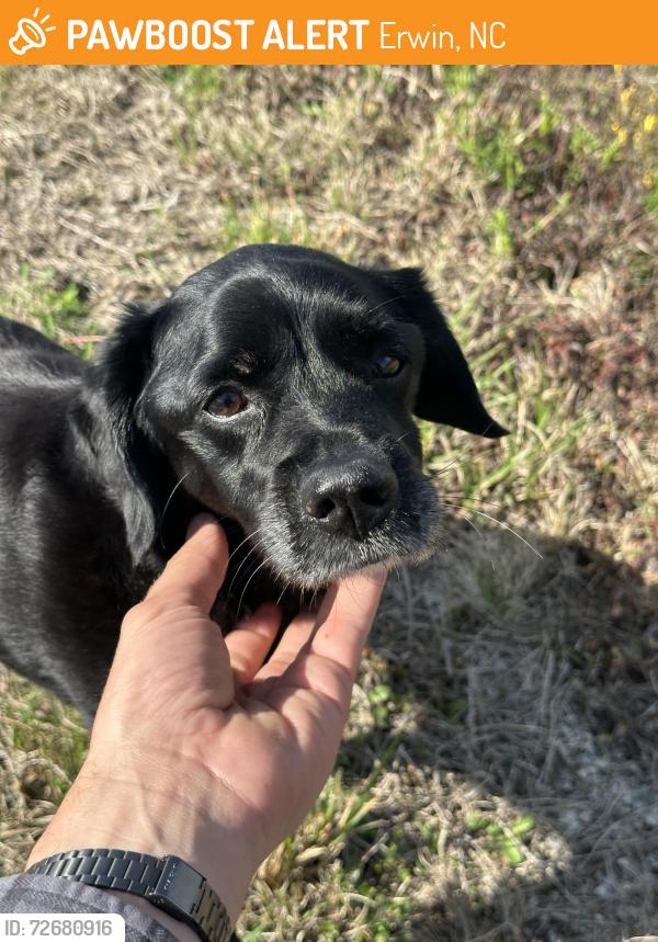 Found/Stray Unknown Dog last seen Crawford rd / old stage rd, Erwin, NC 28339