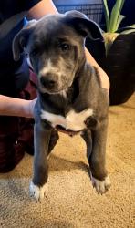 Found/Stray Female Dog last seen Near Rogers High school , Rogers, AR 72758