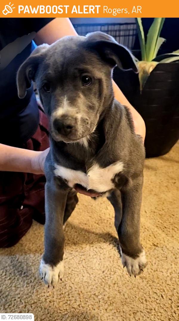 Found/Stray Female Dog last seen Near Rogers High school , Rogers, AR 72758