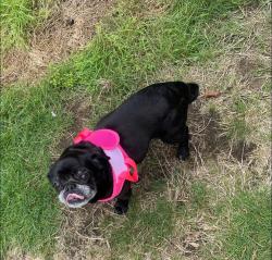 Lost Female Dog last seen Meeker st & Russell road, Kent, WA 98032