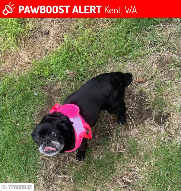Lost Female Dog last seen Meeker st & Russell road, Kent, WA 98032
