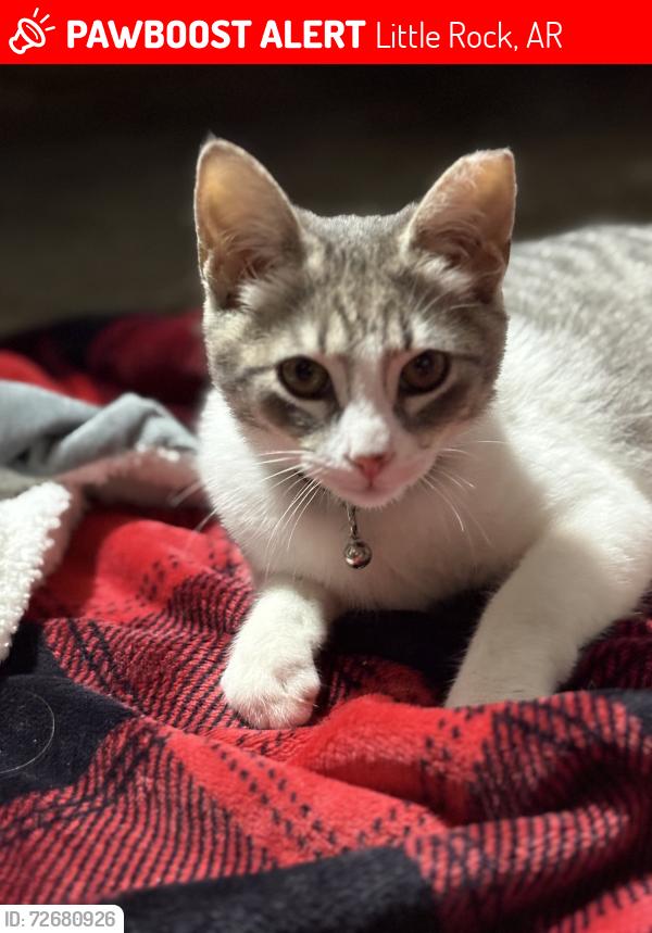 Lost Male Cat last seen Valley club cir , Little Rock, AR 72212