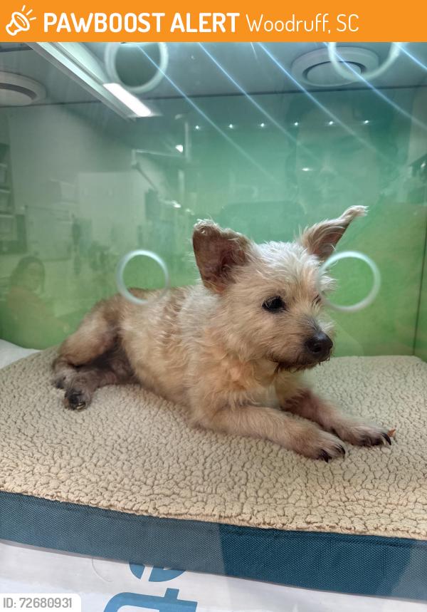 Found/Stray Male Dog last seen Davis Rd, Woodruff, SC 29388