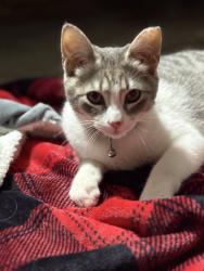Lost Male Cat last seen Valley club cir , Little Rock, AR 72212