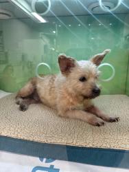 Found/Stray Male Dog last seen Davis Rd, Woodruff, SC 29388