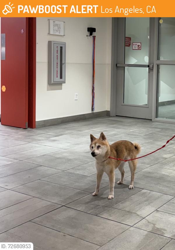 Found/Stray Male Dog last seen Windward circle, Los Angeles, CA 90291