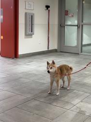 Found/Stray Male Dog last seen Windward circle, Los Angeles, CA 90291