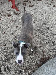 Found/Stray Male Dog last seen 160th street , Queens, NY 11357
