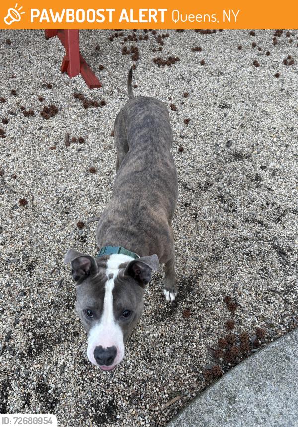 Found/Stray Male Dog last seen 160th street , Queens, NY 11357